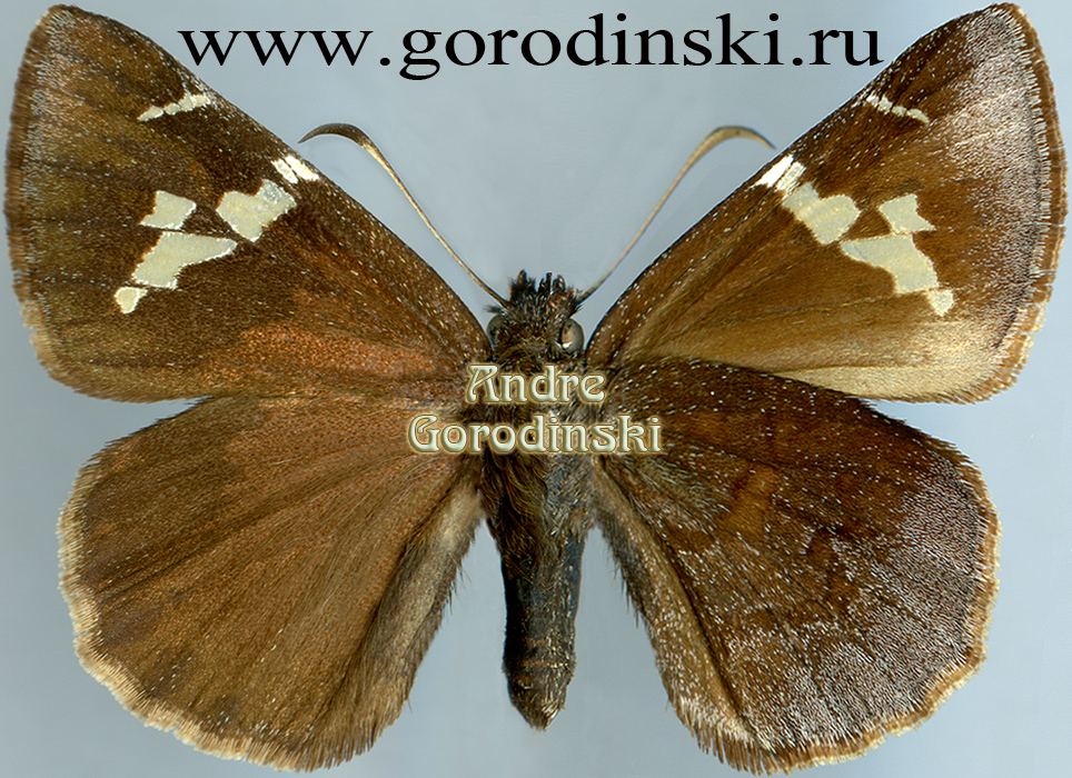 http://www.gorodinski.ru/hesperidae/Lobocla simplex.jpg